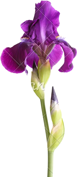 Purple Iris Flower Bloom PNG image