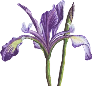 Purple Iris Flower Illustration PNG image