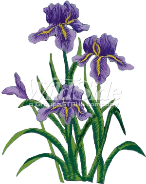 Purple Iris Flowers Illustration PNG image