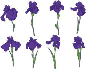 Purple Iris Flowers Pattern PNG image