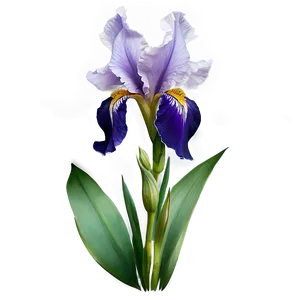 Purple Iris PNG 05242024
