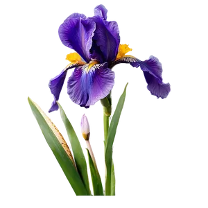 Purple Iris PNG Rfq35
