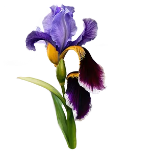 Purple Iris PNG Xpo