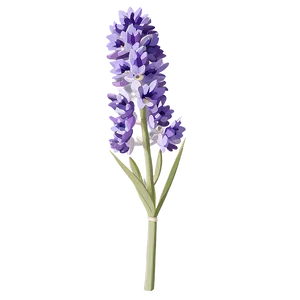 Purple Lavender Bloom Png Hye34 PNG image