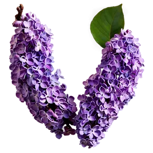 Purple Lilac PNG 06122024 PNG