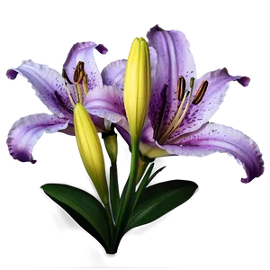 Purple Lily Flower Png Yvn22 PNG image