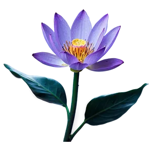 Purple Lotus PNG 05242024