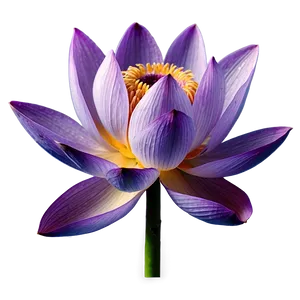 Purple Lotus PNG 05242024