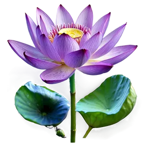 Purple Lotus PNG Xje71