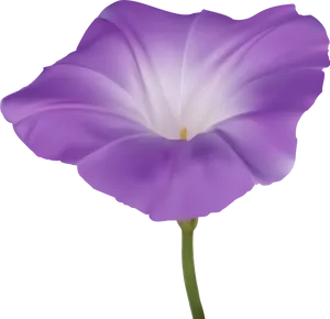Purple Morning Glory Flower PNG image