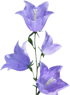 Purple Morning Glory Flowers PNG image