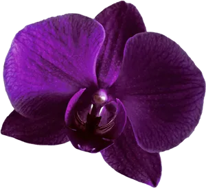 Purple Orchid Bloom PNG image