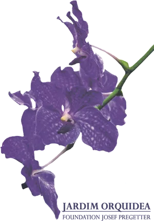 Purple Orchid Flower Branch PNG image