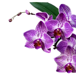 Purple Orchid Png 05242024 PNG image