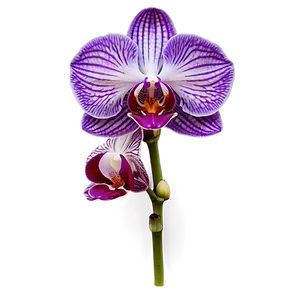 Purple Orchid PNG 05242024