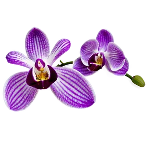 Purple Orchid PNG 91