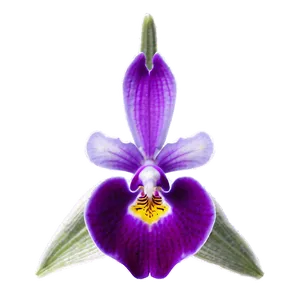 Purple Orchid Png Bvx21 PNG image