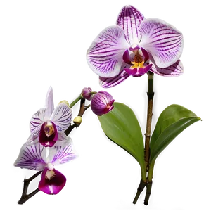 Purple Orchid Png Djc PNG image