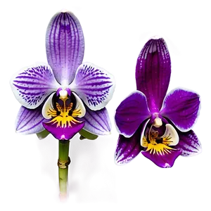 Purple Orchid PNG Lbe17