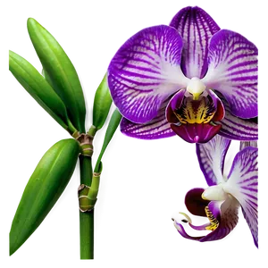 Purple Orchid PNG Qxe71