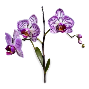 Purple Orchid Png Ysg86 PNG image