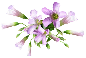 Purple Oxalis Flowers Transparent Background