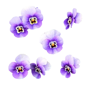 Purple_ Pansies_ Black_ Background