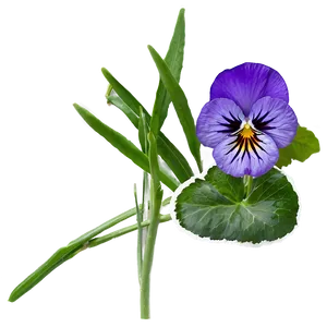 Purple Pansy PNG 05242024