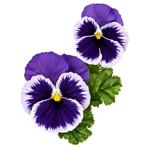 Purple Pansy PNG 93 PNG