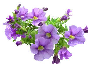 Purple Petunia Bouquet Transparent Background PNG image