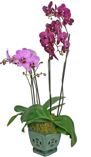 Purple Phalaenopsis Orchids PNG