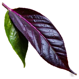 Purple Rain On Leaves Png 72 PNG image