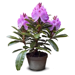 Purple Rhododendron PNG 06282024