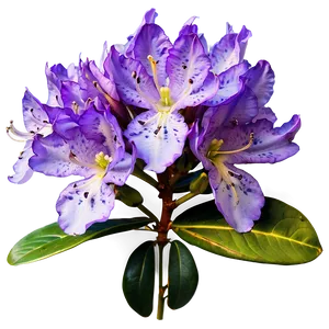 Purple Rhododendron PNG 40
