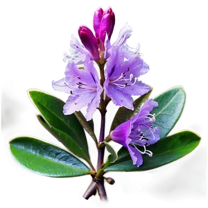 Purple Rhododendron PNG 6 PNG