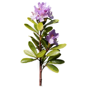 Purple Rhododendron PNG Lsw