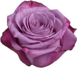 Purple Rose Close Up.png
