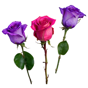 Purple Rose Petals PNG Xbn80 PNG