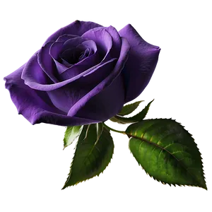 Purple Rose PNG 04292024