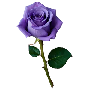 Purple Rose Png 40 PNG image