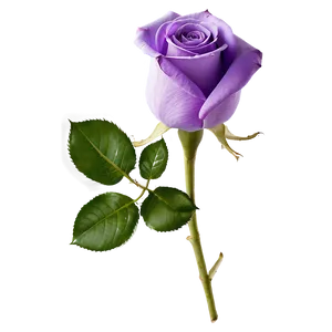 Purple Rose PNG Mkd