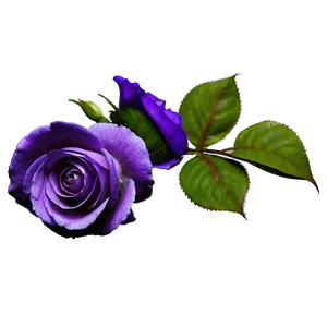 Purple Rose PNG Wqw89