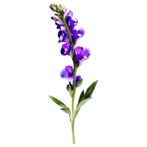 Purple Snapdragon PNG 05242024
