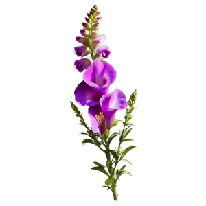 Purple Snapdragon PNG Gqo59