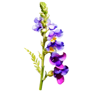 Purple Snapdragon PNG Vqm