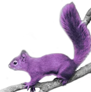 Purple Squirrelon Branch