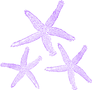 Purple Starfish Illustration PNG image