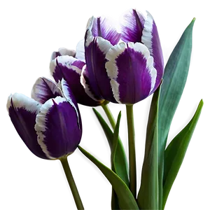 Purple Tulip Png 05212024 PNG image
