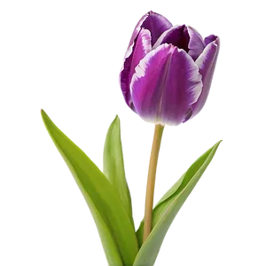 Purple Tulip Png Nfr PNG image