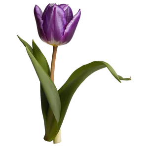 Purple Tulip Png Pqa PNG image